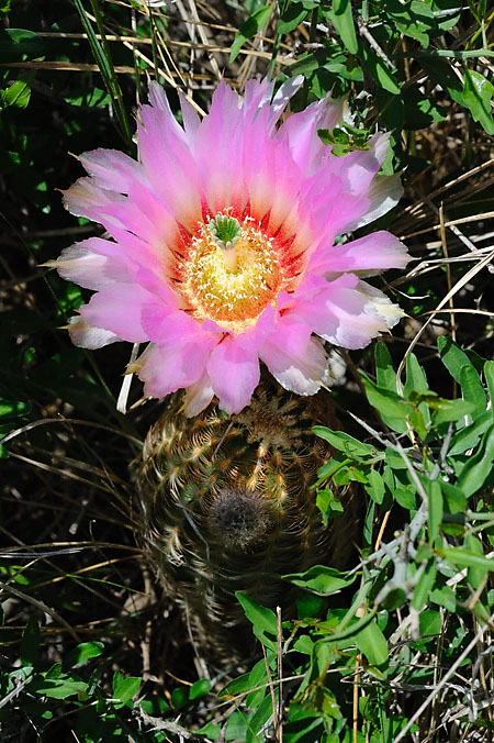 Cactus Flower