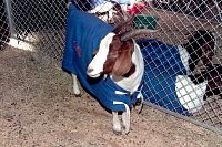 South African Boer Goat