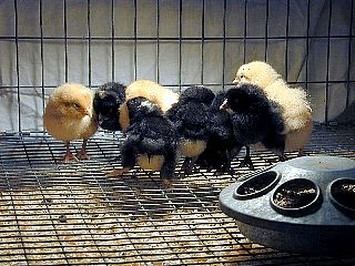 Baby Chicks - Click to Enlarge