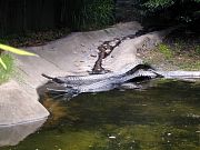 Aussie Crocs