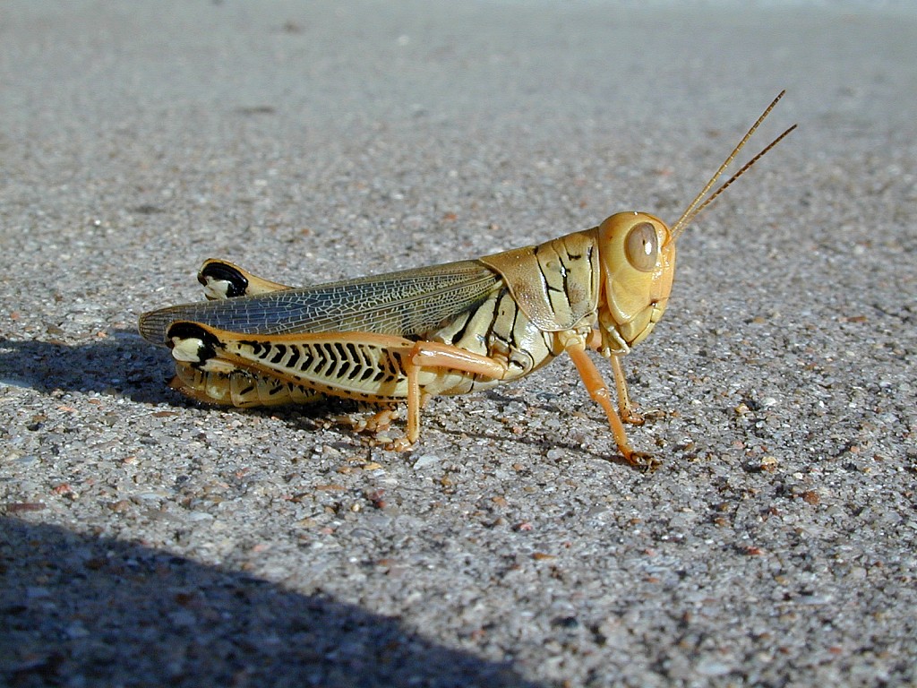 Grasshopper_Macro.jpg