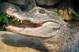Alligator