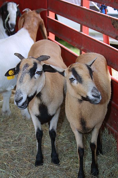 Goats: Original